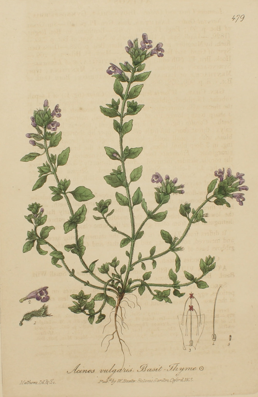 Botanical, Baxter William, Common Basil Thyme, 1840-1843