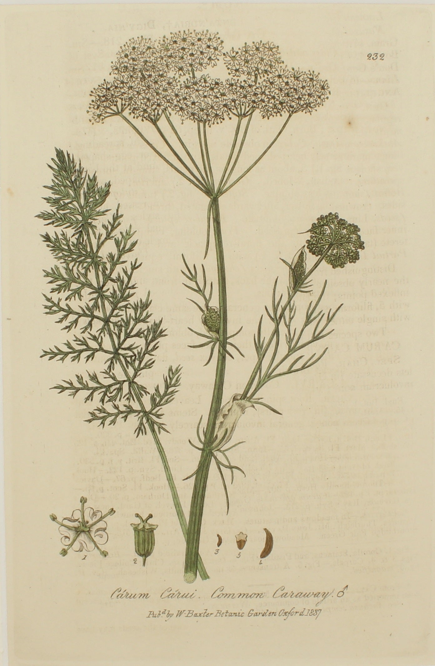 Botanical, Baxter William, Common Caraway, 1840-1843