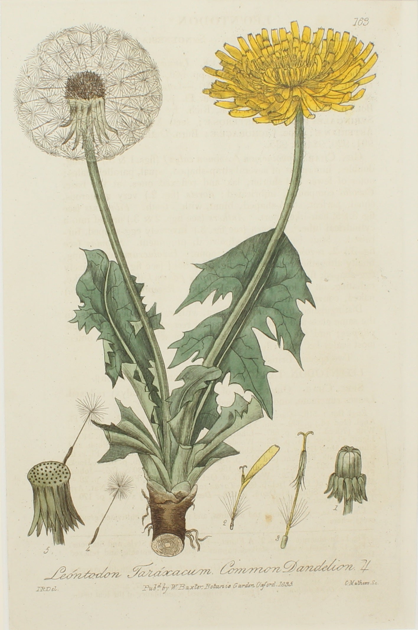 Botanical, Baxter William, Common Dandelion, 1840-1843