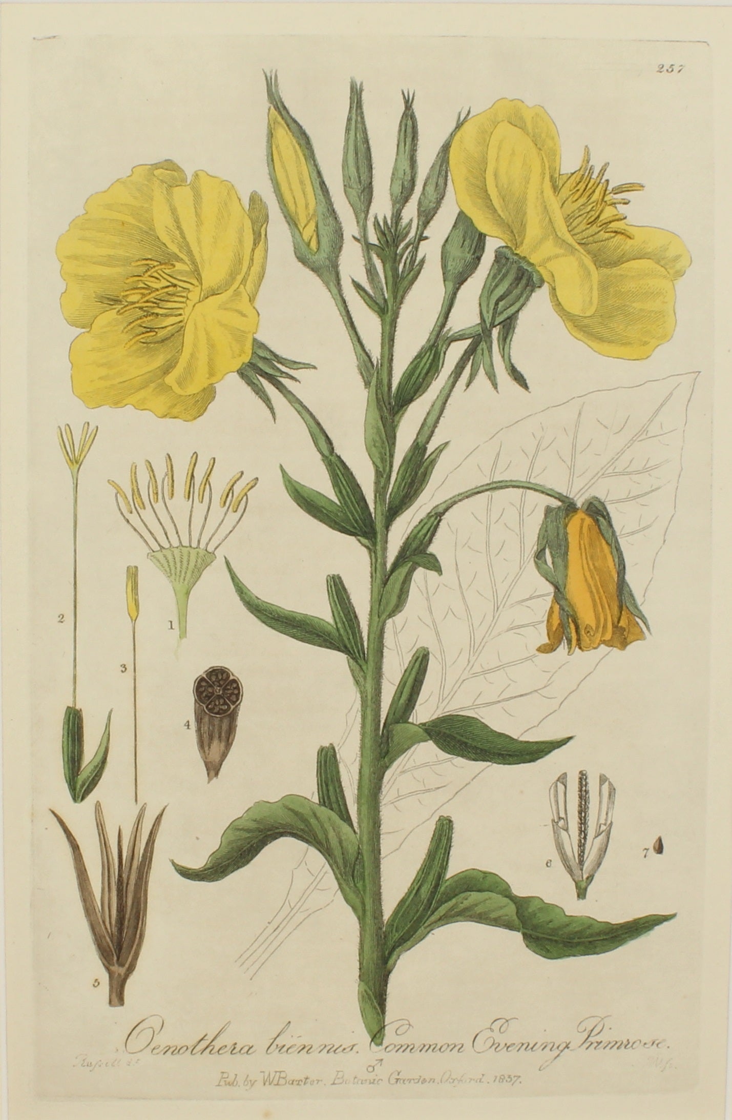 Botanical, Baxter William, Common Evening Primrose,1840-1843