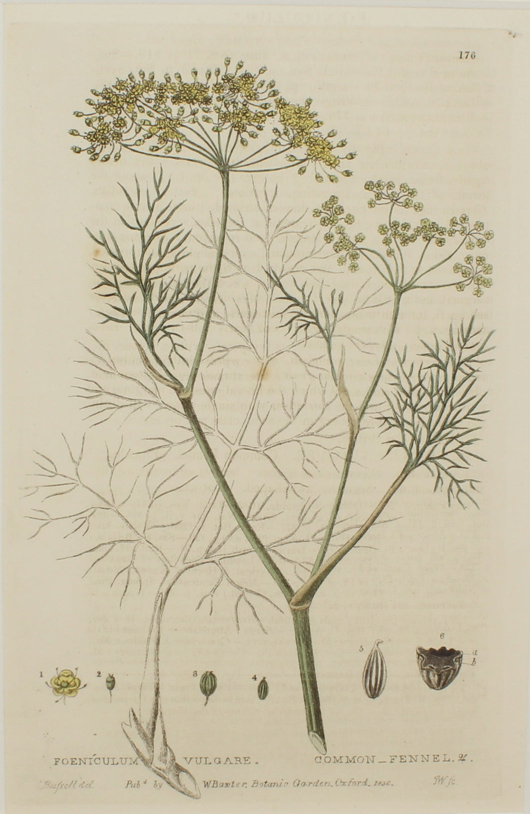Botanical, Baxter William, Common Fennel,1840-1843