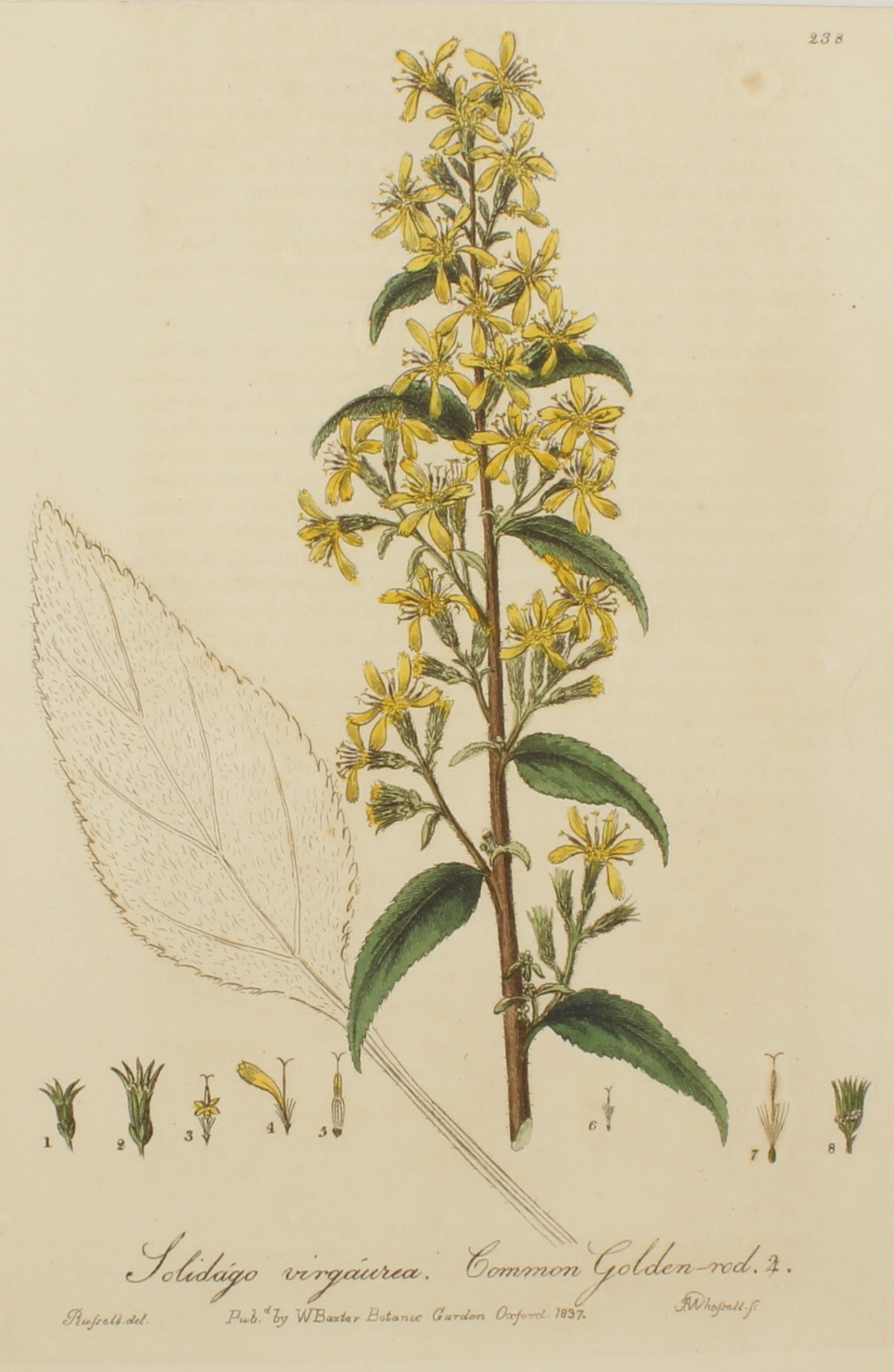 Botanical, Baxter William, Common Golden Rod,1840-1843