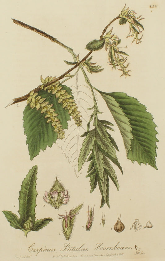 Botanical, Baxter William, Common Hornbeam,1840-1843