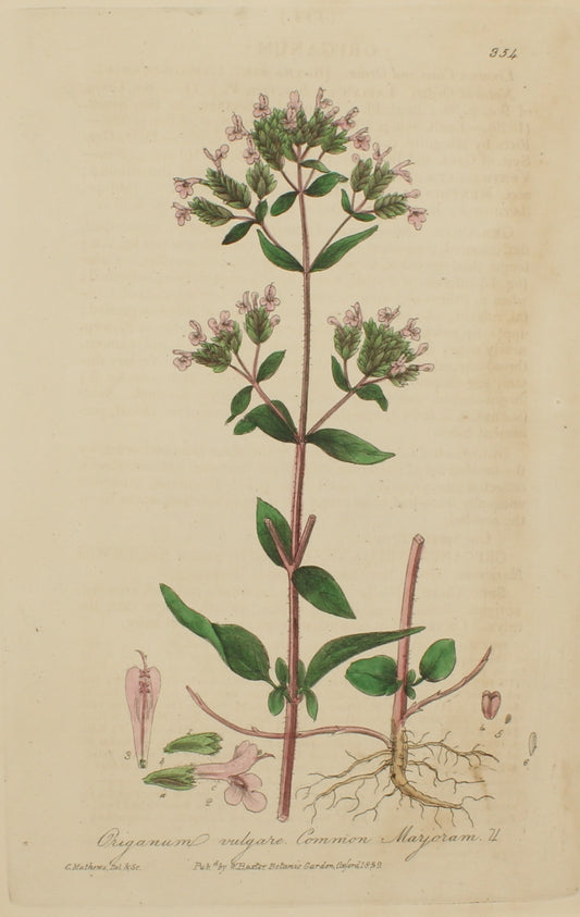 Botanical, Baxter William, Common Marjoram,1840-1843