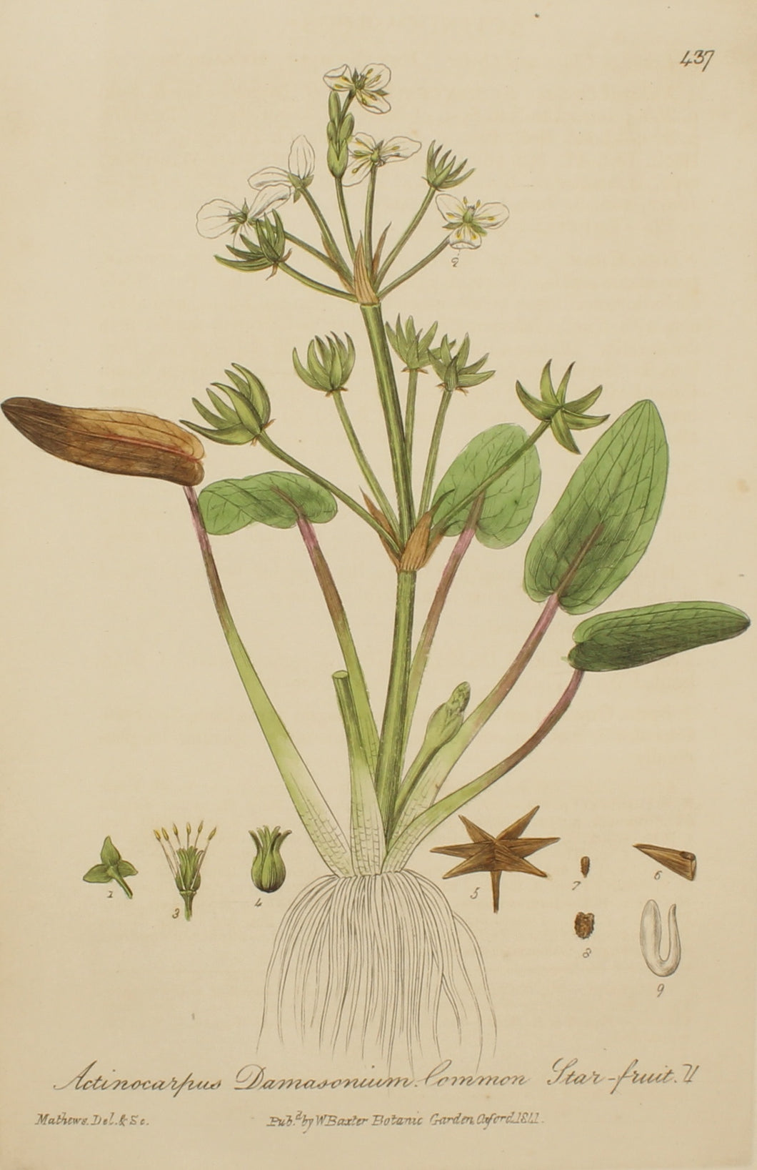 Botanical, Baxter William, Common Starfruit,1840-1843