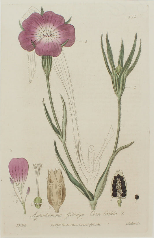 Botanical, Baxter William, Corn Cockle,1840-1843