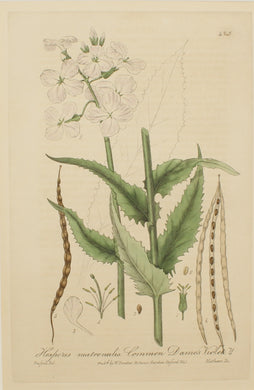 Botanical, Baxter William, Dames' Violet , 1840-1843