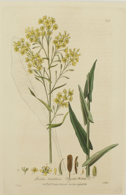 Botanical, Baxter William, Dyers Woad , 1840-1843