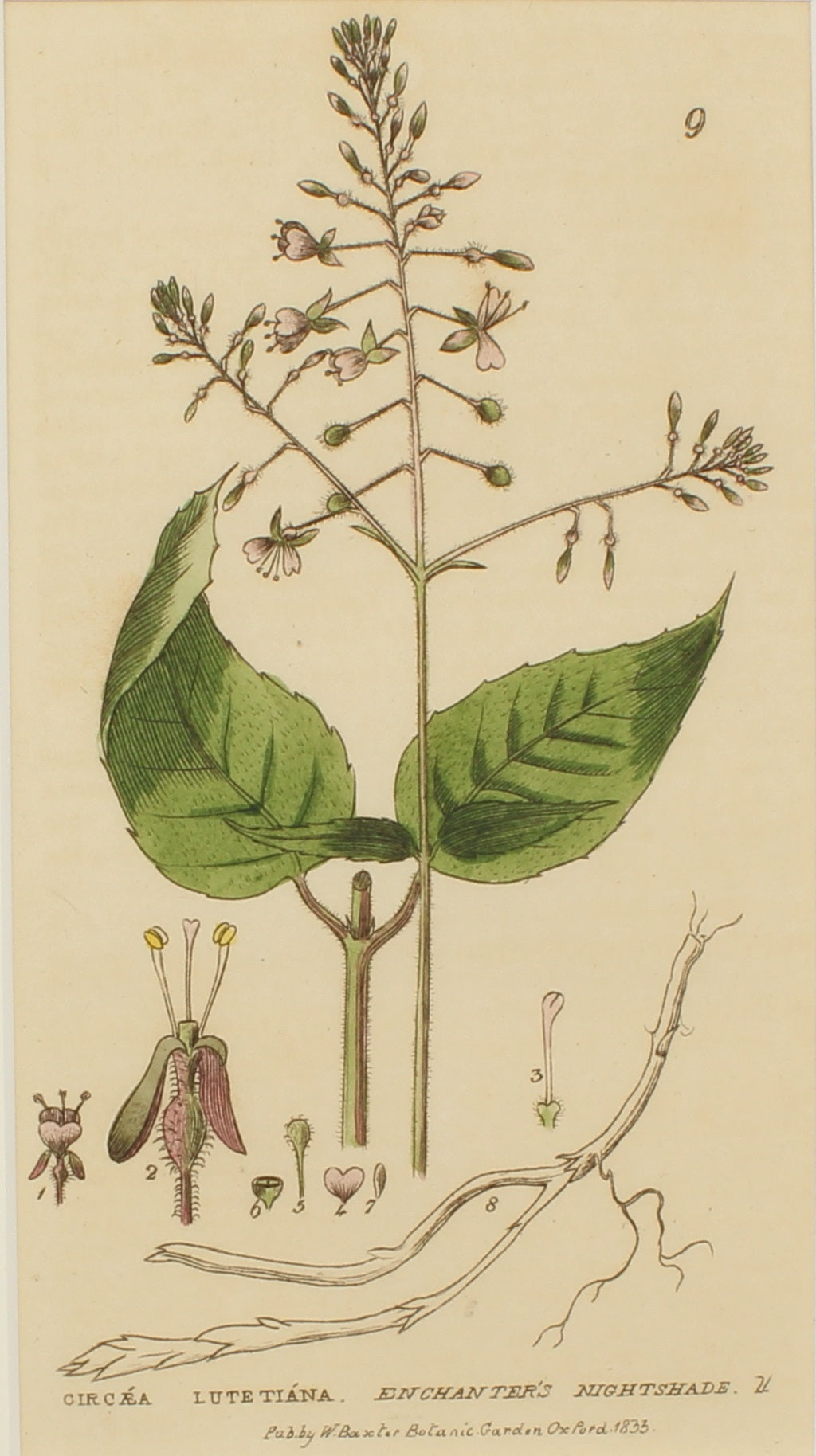 Copy of Botanical, Baxter William, Enchanters Nightshade , 1840-1843