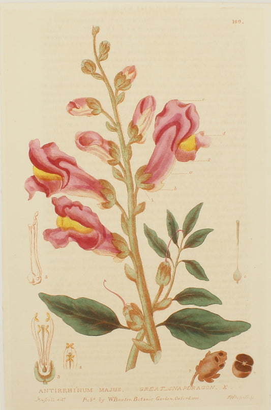Botanical, Baxter, Great Snapdragon , 1840-1843