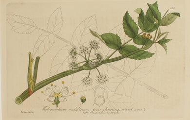 Botanical, Baxter William, Joint-Flowering Marsh-Wort, 1840-1843