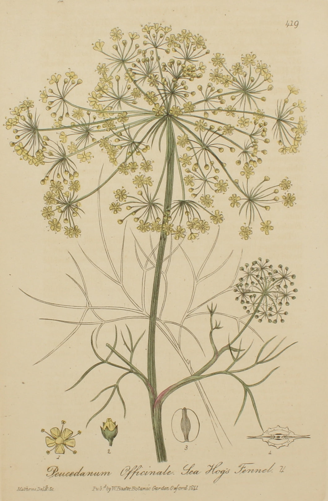Botanical, Baxter William, The Hogs Fennel, 1840-1843
