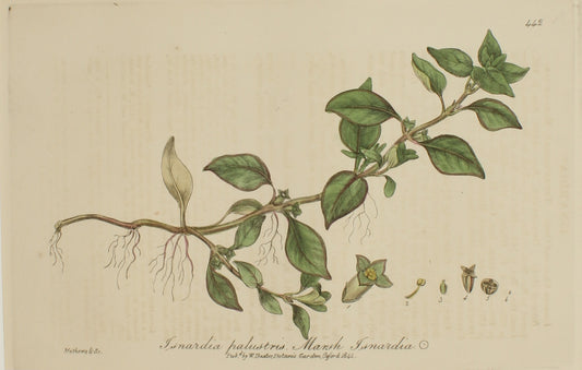Botanical, Baxter William, Marsh Isnardia or Enchanters Nightshade, 1840-1843
