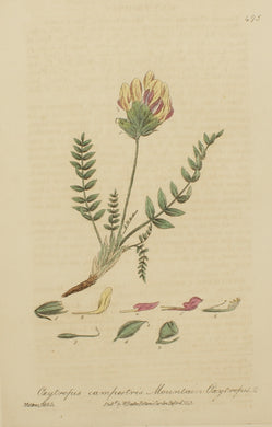 Botanical, Baxter William, Mountain Oxytropis, 1840-1843