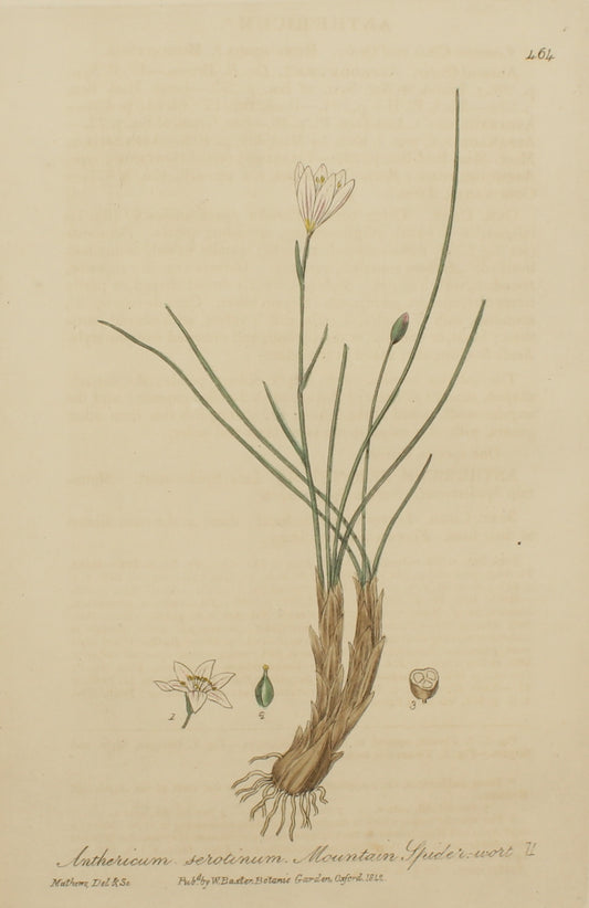Botanical, Baxter William, Mountain Spider-Wort , 1840-1843