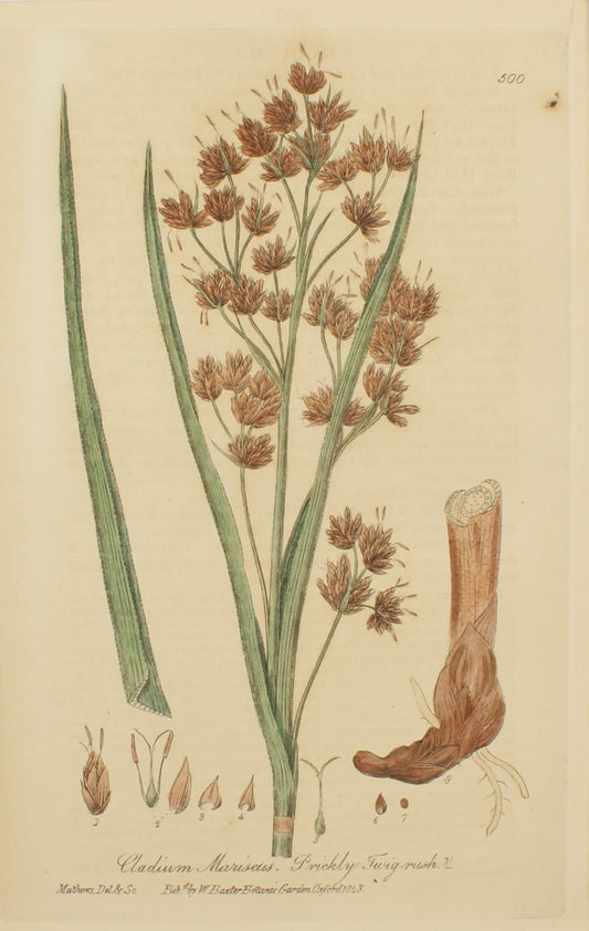 Botanical, Baxter William, Prickly Twig-Rush, 1840-1843