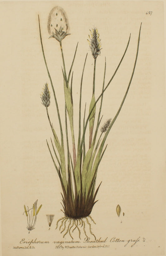 Botanical, Baxter William, Sheathed Cotton Grass , 1840-1843