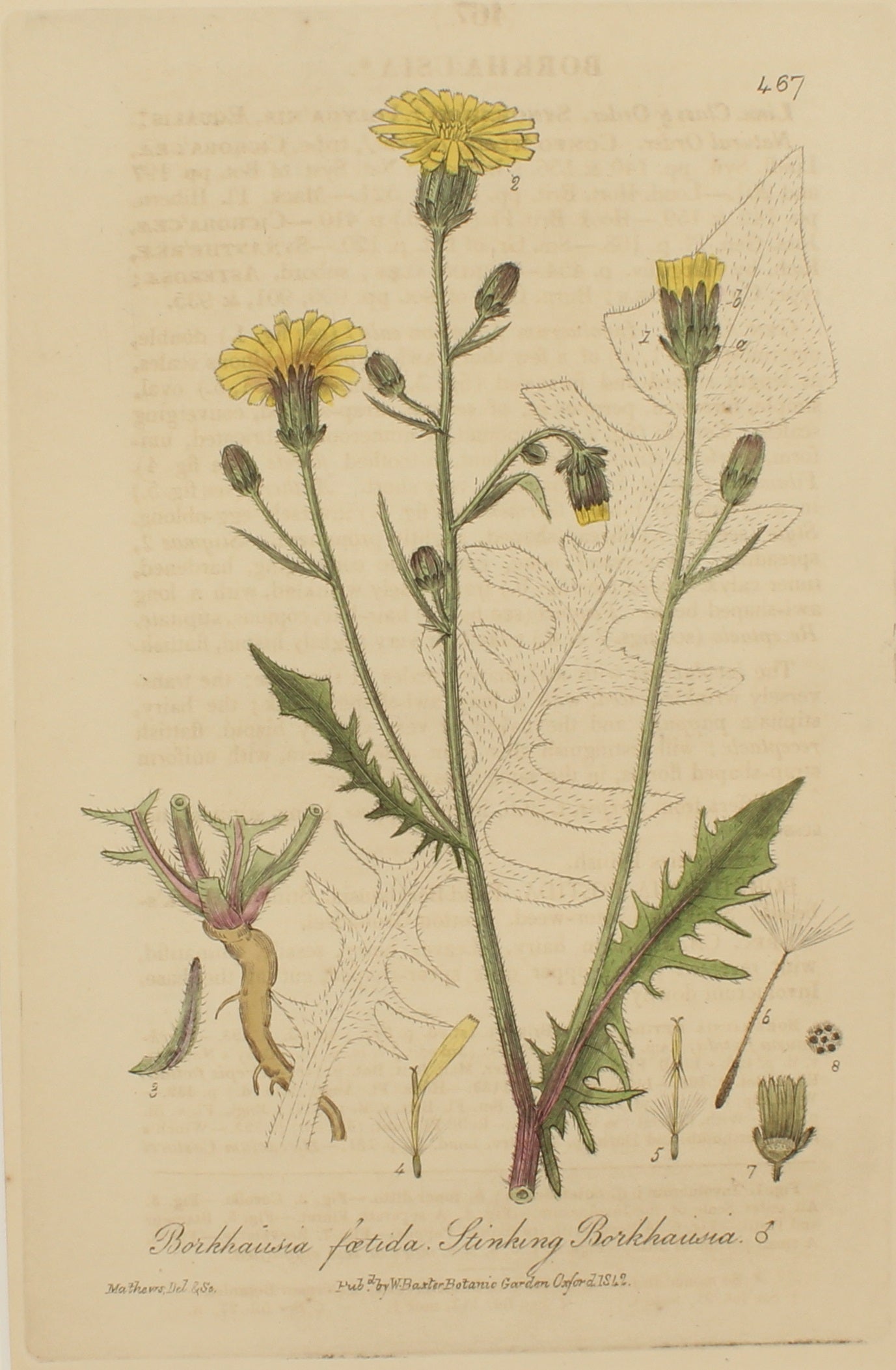 Botanical, Baxter William, Stinking Borkhausia, 1840-1843