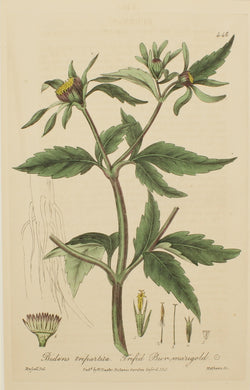 Botanical, Baxter William, Trifid Bur-Marigold, 1840-1843