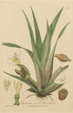Botanical, Baxter William, Water Soldier, 1840-1843