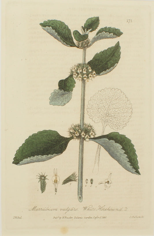 Botanical, Baxter William, White Horehound, 1840-1843