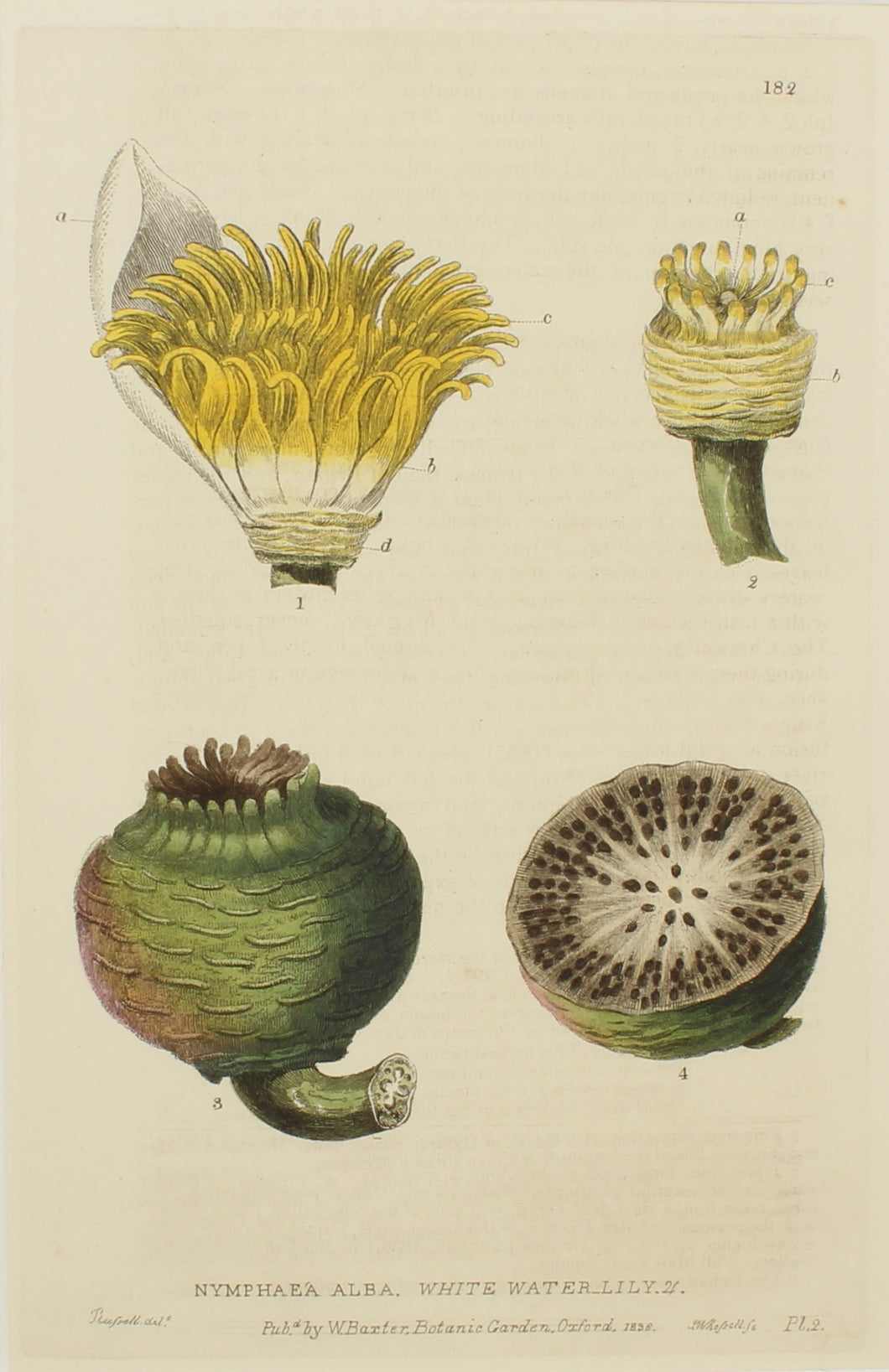 Botanical, Baxter William, White Waterlily, 1840-1843