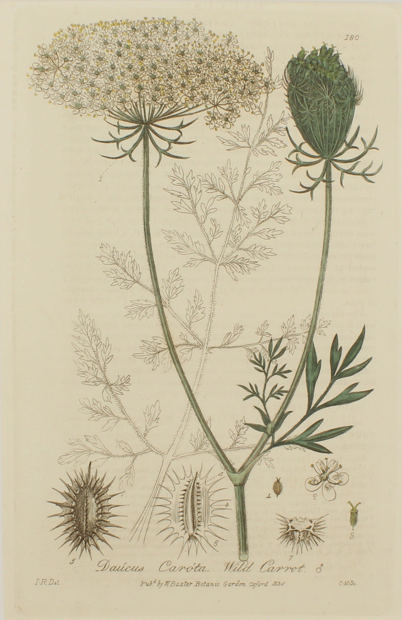 Botanical, Baxter William, Wild Carrot, 1840-1843