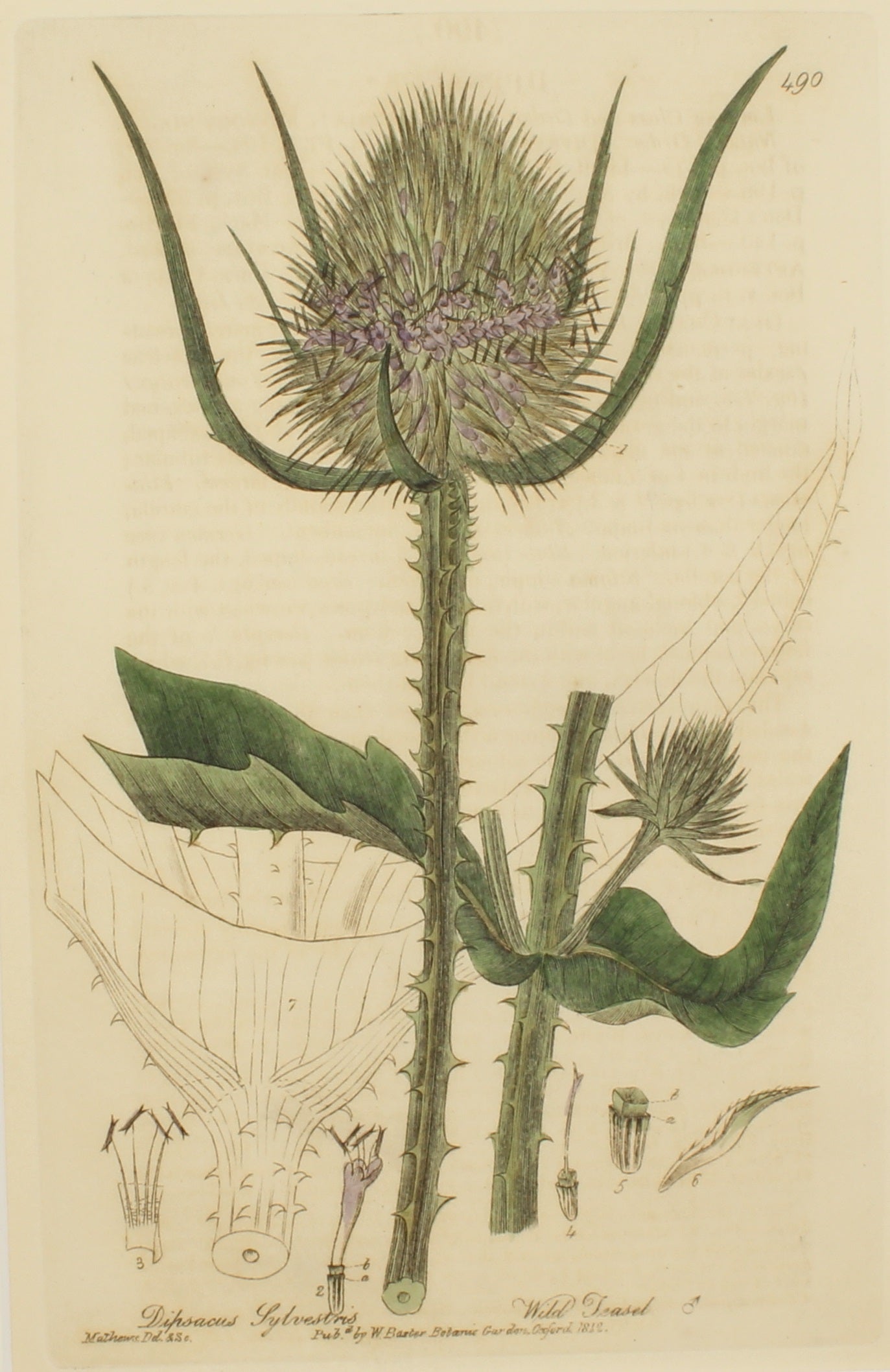 Botanical, Baxter William, Wild Teasel, 1840-1843