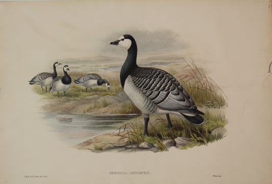 Bird, Gould, John, Bernicla Leucopsis - 1862-1873