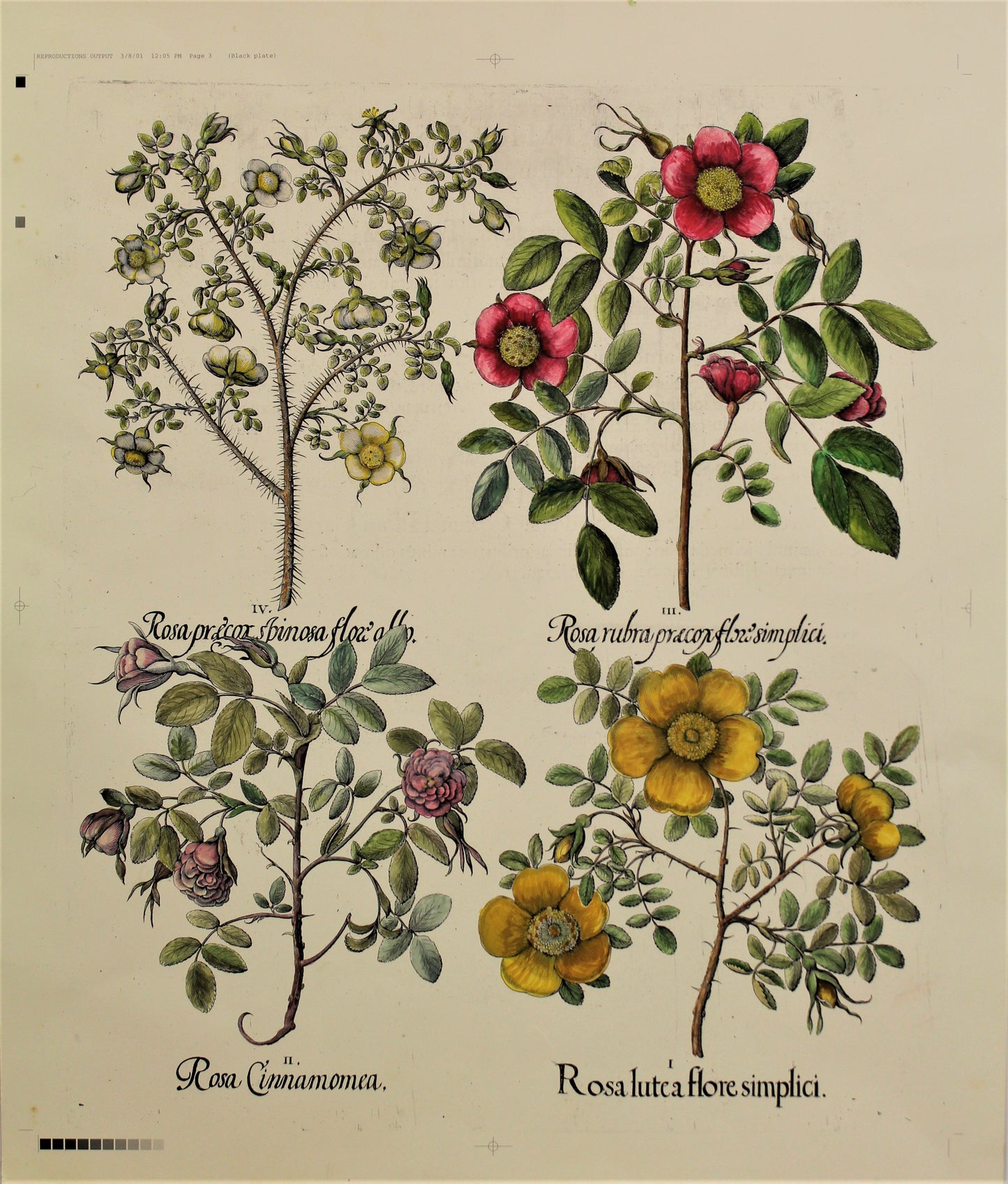 Botanicals, Besler Basilus, Roses, c1613, Hand Coloured Reproduction