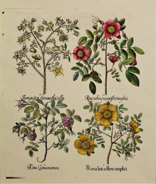 Botanicals, Besler Basilus, Roses, c1613, Hand Coloured Reproduction