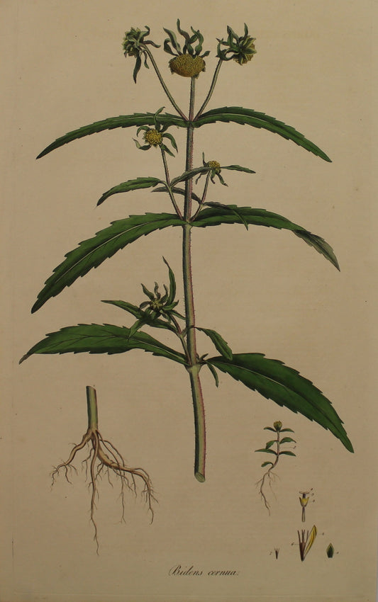 Botanical, Curtis William, Bidens Cernua, Nodding Water-Hemp-Agrimony, Flora Londonensis, c1817