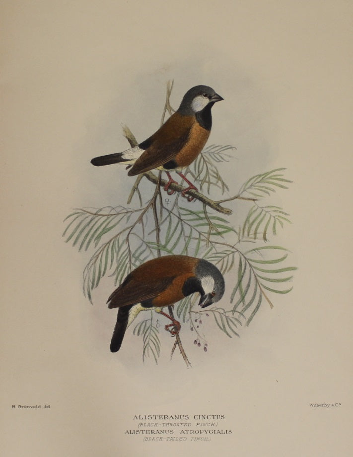 Bird, Gronvold Henrik, Black Throated & Black Tailed Finch, c1910