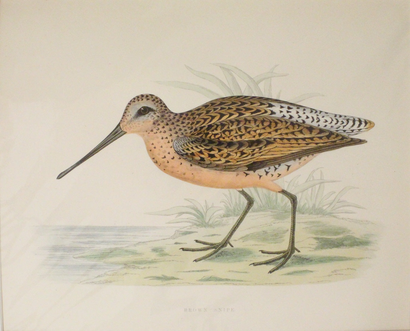 Bird, Morris Beverley Robinson, Brown Snipe, 1855,