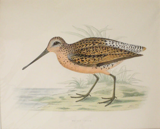 Bird, Morris Beverley Robinson, Brown Snipe, 1855,