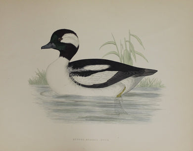 Bird: Morris Beverley Robinson, Buffel Headed Duck, 1855