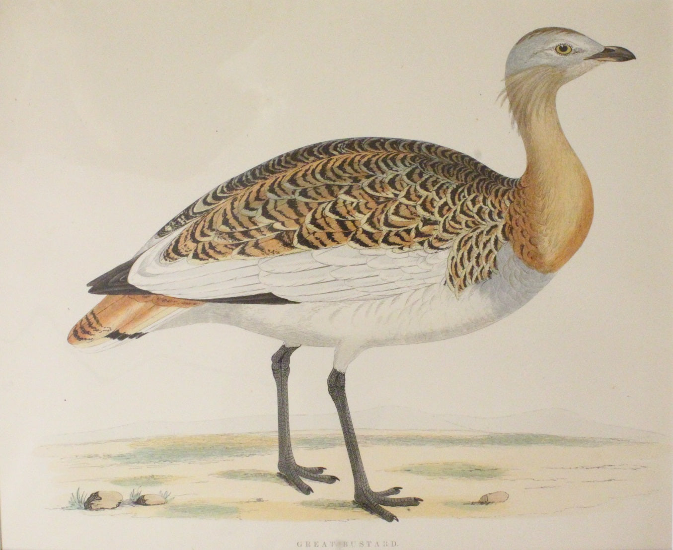 Bird: Morris Beverley Robinson, Great Bustard, 1855, Matted