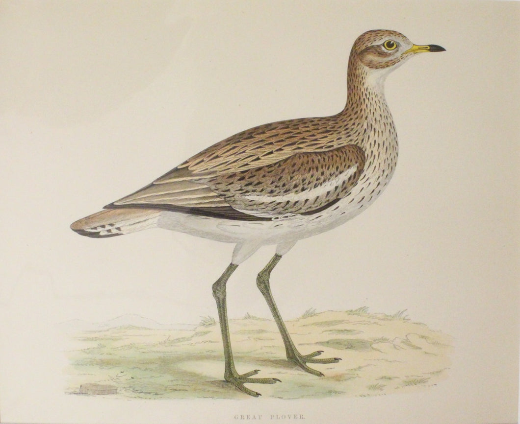 Bird: Morris Beverley Robinson, Great Plover ,1855, Matted