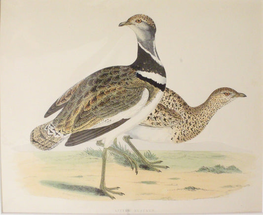 Bird: Morris Beverley Robinson, Little Bustard, 1855,  matted