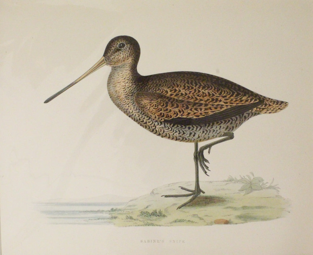 Bird: Morris Beverley Robinson, Sabine's Snipe, 1855,  matted