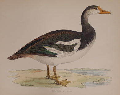 Bird: Morris Beverley Robinson, Spur Winged Goose 1855,