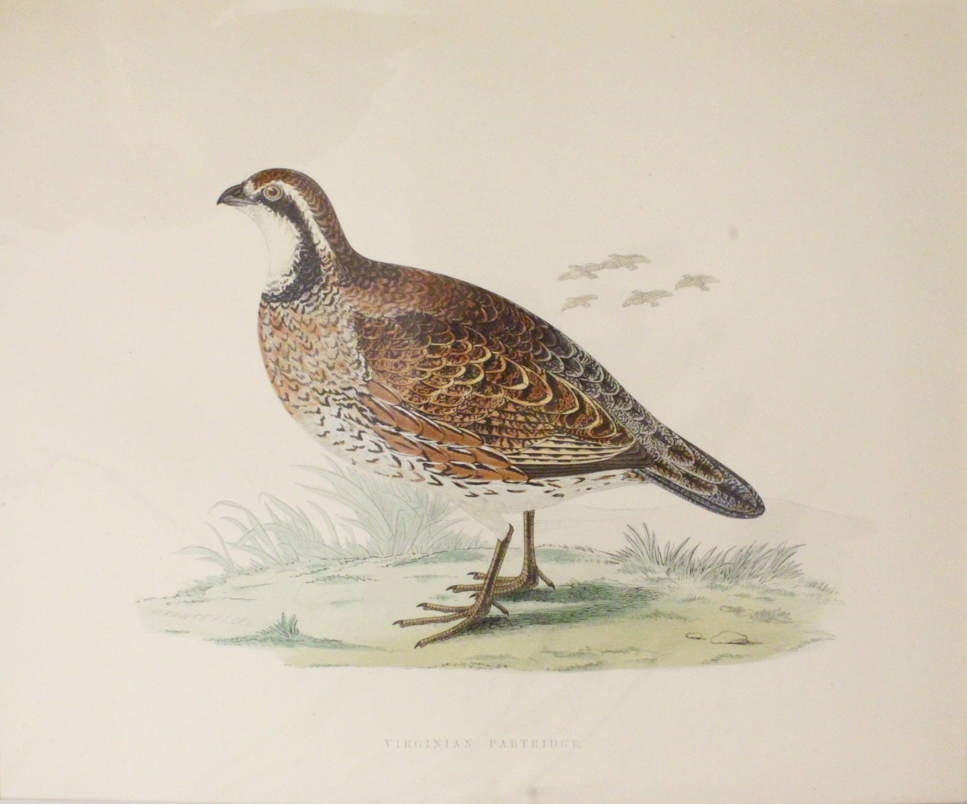 Bird: Morris Beverley Robinson, Virginian Partridge, 1855, Matted