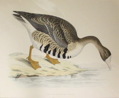 Bird: Morris Beverley Robinson, White Fronted Goose, 1855, Matted
