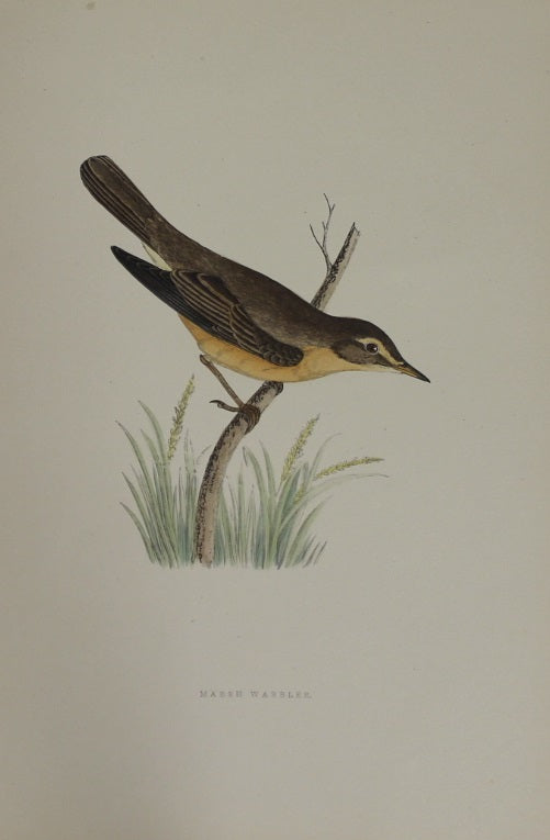 Bird: Morris Rev Francis Orpen, Marsh Warbler, c1870