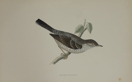 Bird: Morris, Rev Francis Orpen, Barred Warbler, c1870