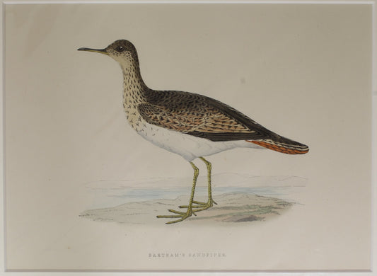 Bird: Morris, Rev Francis Orpen, Bartrams Sandpiper, c1870