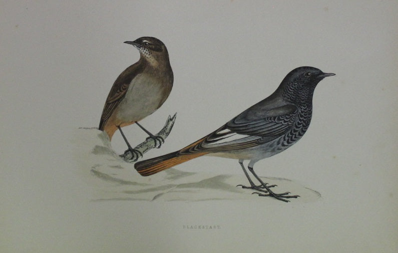 Bird: Morris, Rev Francis Orpen, Blackstart, c1870