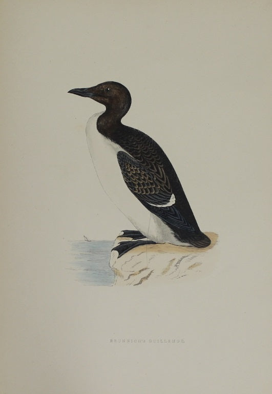 Bird: Morris, Rev Francis Orpen, Brunnich's Guillemot, c1870