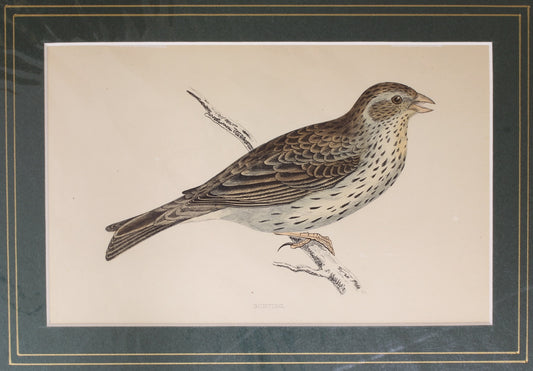 Bird: Morris, Rev Francis Orpen, Bunting, c1870, Matted