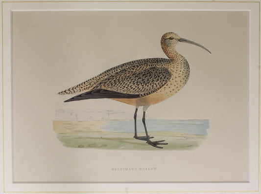 Bird: Morris, Rev Francis Orpen, Equimaux Curlew , c1870,